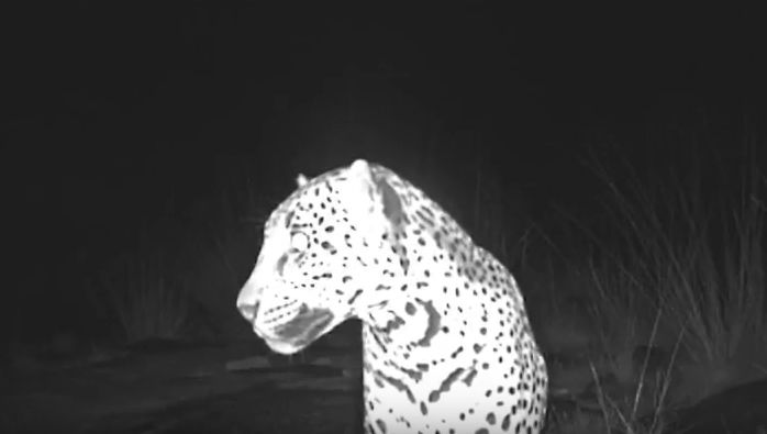 Jaguar named Sombra caught on video in Chiricahua Mountains in Arizona